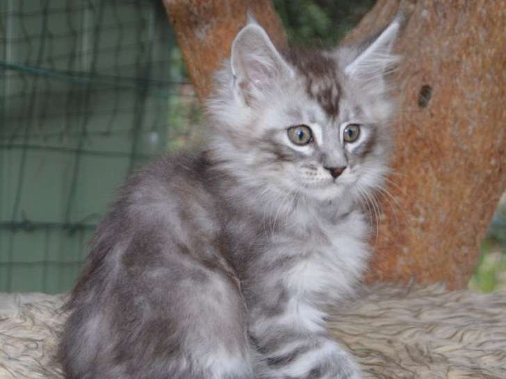 Mâle Maine Coon Black Silver Blotched Tabby LOOF de janvier 2026, à vendre