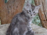 Mâle Maine Coon Black Silver Blotched Tabby LOOF de janvier 2026, à vendre