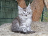 Mâle Maine Coon Black Silver Blotched Tabby LOOF de janvier 2026, à vendre