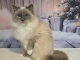 Femelle Ragdoll blue point mitted LOOF de 8 ans, à adopter