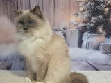 Femelle Ragdoll blue point mitted LOOF de 8 ans, à adopter