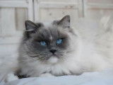 Femelle Ragdoll blue point mitted LOOF de 8 ans, à adopter