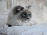 Femelle Ragdoll blue point mitted LOOF de 8 ans, à adopter