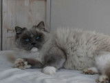 Femelle Ragdoll blue point mitted LOOF de 8 ans, à adopter