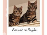 Besame et Bayla, chatonnes à adopter ensemble en association
