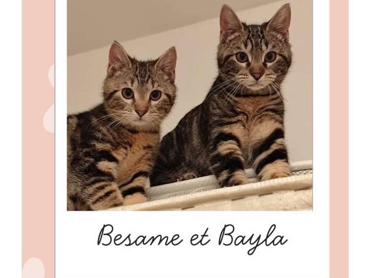 Besame et Bayla, chatonnes à adopter ensemble en association