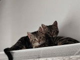 Besame et Bayla, chatonnes à adopter ensemble en association