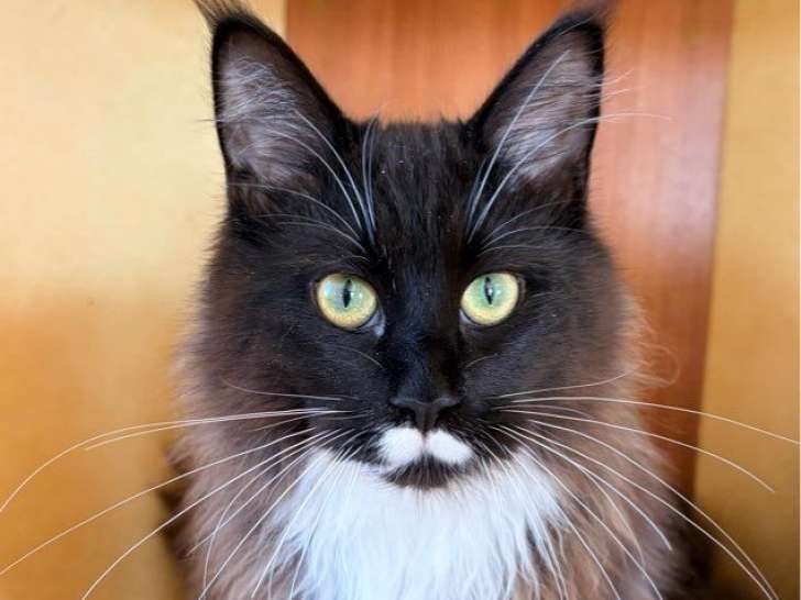 Femelle Maine Coon noir et blanc LOOF d'août 2025, à vendre