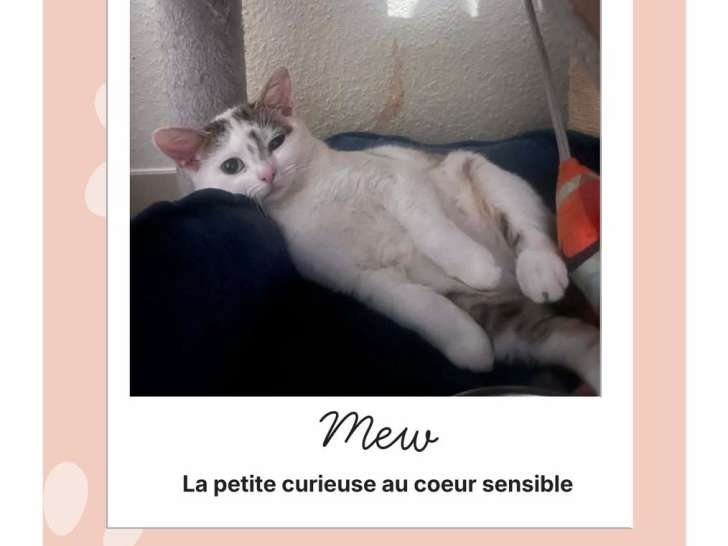 Mew, chatonne à adopter en association