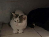 Mew, chatonne à adopter en association