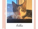Billie, jeune chatte à adopter en association