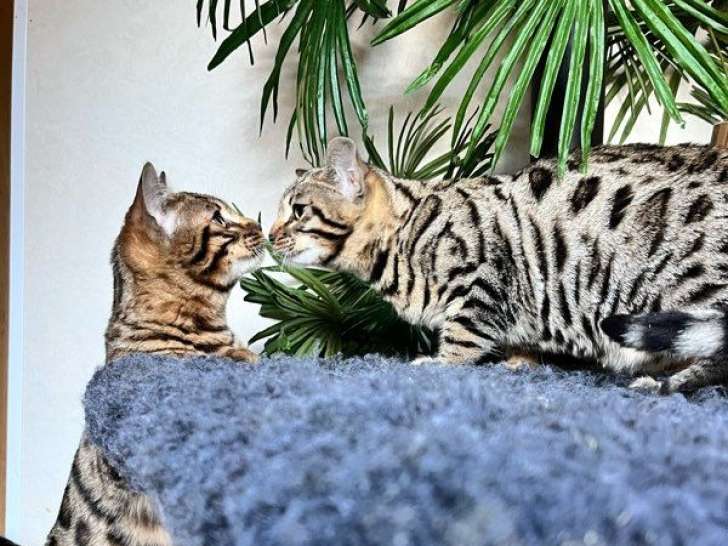 4 chatons Bengal Silver et Brown d'octobre 2025, 3 mâles et 1 femelle à vendre