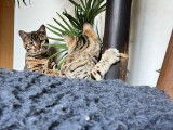 4 chatons Bengal Silver et Brown d'octobre 2025, 3 mâles et 1 femelle à vendre