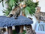 4 chatons Bengal Silver et Brown d'octobre 2025, 3 mâles et 1 femelle à vendre