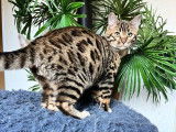4 chatons Bengal Silver et Brown d'octobre 2025, 3 mâles et 1 femelle à vendre