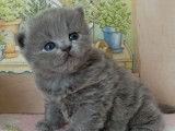 3 chatons British Longhair LOOF de février 2026, 1 mâle et 2 femelles à réserver
