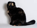 Femelle Scottish Fold black tortie LOOF de 4 ans, à vendre