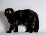 Femelle Scottish Fold black tortie LOOF de 4 ans, à vendre