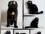 Femelle Scottish Fold black tortie LOOF de 4 ans, à vendre