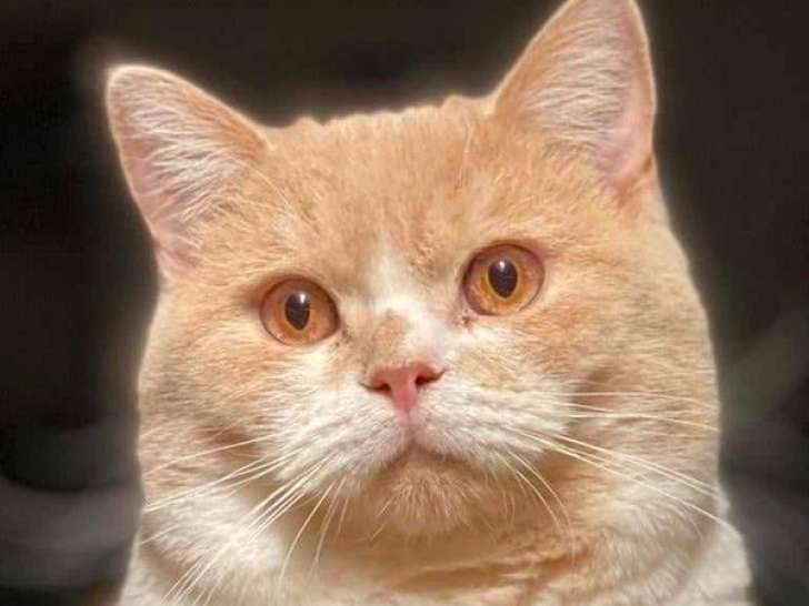 Mâle British Shorthair crème et blanc LOOF, disponible pour saillie