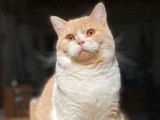 Mâle British Shorthair crème et blanc LOOF, disponible pour saillie