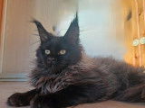 Femelle Maine Coon black solide LOOF d'octobre 2025, disponible immédiatement