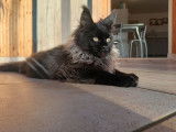 Femelle Maine Coon black solide LOOF d'octobre 2025, disponible immédiatement