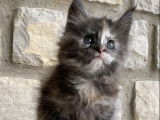 Femelle Maine Coon black tortie smoke LOOF de janvier 2026, à réserver