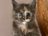 Femelle Maine Coon black tortie smoke LOOF de janvier 2026, à réserver