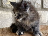 Femelle Maine Coon black tortie smoke LOOF de janvier 2026, à réserver