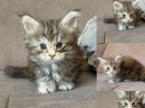 Chatons Maine Coon LOOF de janvier 2026, 3 mâles et 1 femelle disponibles