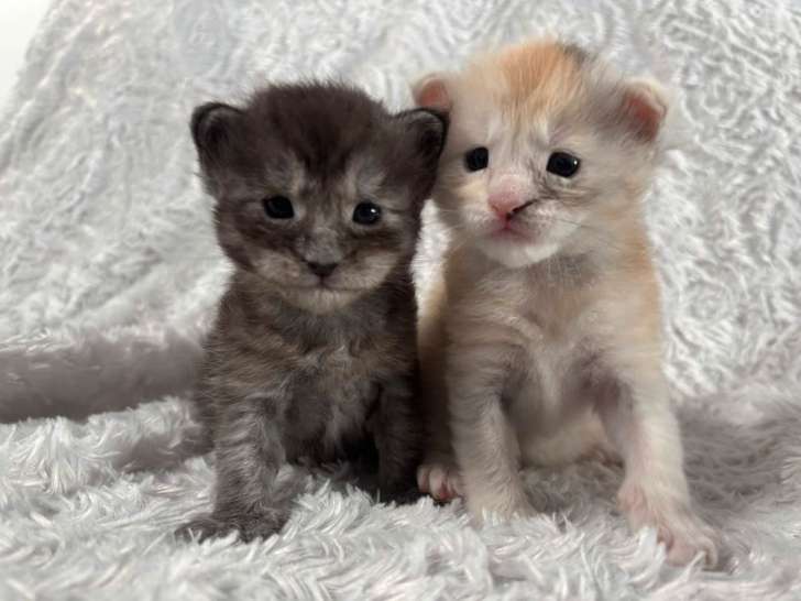 2 femelles Maine Coon LOOF de février 2026, black tortie smoke et black tortie silver, à réserver