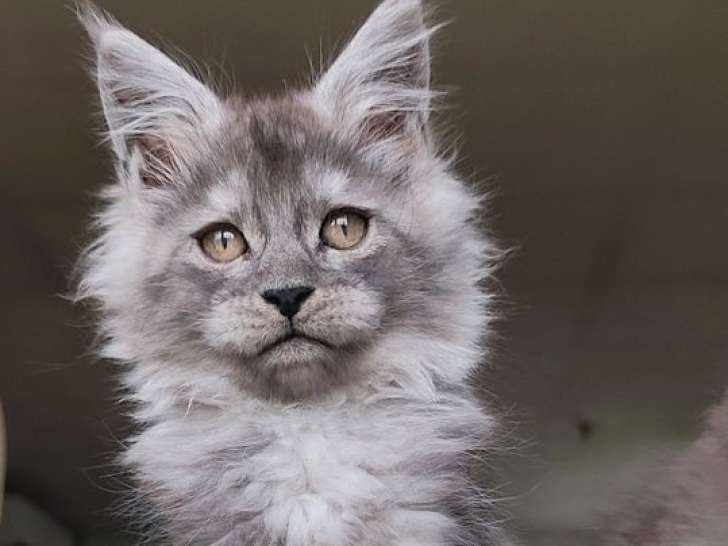 2 mâles Maine Coon black smoke LOOF, disponibles début avril