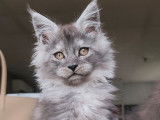 2 mâles Maine Coon black smoke LOOF, disponibles début avril