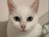En quête d’un foyer : chatte blanche de 12 ans