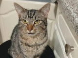 À adopter : chat tigré gris d’un an