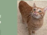 À adopter : chat de 3 ans roux