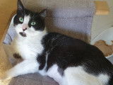 Prête pour l’adoption : chatte noire et blanche
