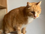 En quête d’un foyer : chat de 10 ans roux