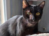 Adoption disponible : chaton mâle de 7 mois noir