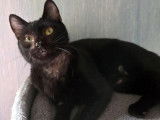 Adoption disponible : chaton mâle de 7 mois noir