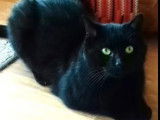 En quête d’un foyer : chat noir de 7 ans