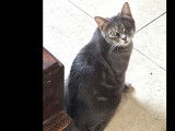 Prête pour l’adoption : chatte tigrée grise d'un an