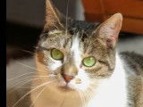 À la recherche d’une famille : chatte tigrée et blanche de 8 ans