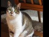 À la recherche d’une famille : chatte tigrée et blanche de 8 ans
