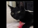 À la recherche d’une famille : chaton mâle noir de 10 mois