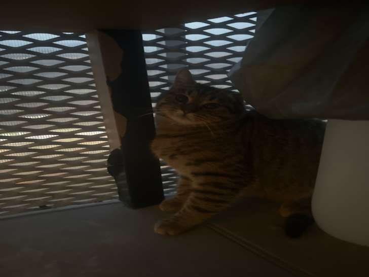 Chat tigré à vendre