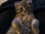 Chatons Scottish Fold et Straight à vendre