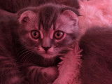 Chatons Scottish Fold et Straight à vendre