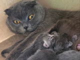 Chatons Scottish Fold et Straight à vendre